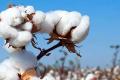 Centre announces formation of Cotton Council of India