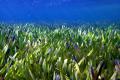 Scientists discover the world's largest plant, which is called Posidonia australis