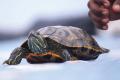 Red-eared slider spotted in Krishna River