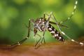 ICMR-VCRC Develops Bacteria-Infected Mosquitoes To Control Dengue