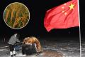 China has successfully grown rice in space