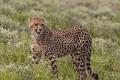 Cheetah  going to be  to back in India after 74 years