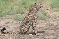 PM Modi Emplanes For Madhya Pradesh, To Release 8 Cheetahs In Kuno National Park