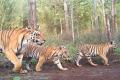 Uttar Pradesh govt gives nod to Bundelkhand’s first tiger reserve