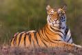 UP’s Ranipur Tiger Reserve Becomes 53rd Tiger Reserve of India