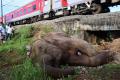 India’s first elephant death audit framework introduced by Tamil Nadu