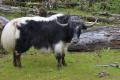 FSSAI approved Yak as a ‘food animal’