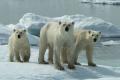 Decline of Polar Bear Population in Canada