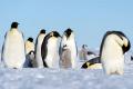 Study: Antarctica’s Emperor Penguins May Go Extinct by 2100