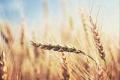 India develops wheat variety to beat the heat