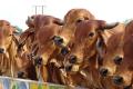 New Rules for Cattle Dehorning announced