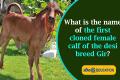name of the first cloned female calf of the desi breed Gir