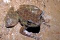 New frog species in Meghalaya cave