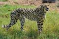 Third cheetah death in Kuno National Park as female cheetah killed in a fight