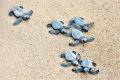 Olive ridley turtles