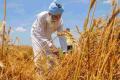 Wheat To Check Prices