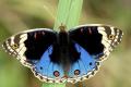 Blue Pansy (Junonia Orithya)  declared Official Butterfly of J&K