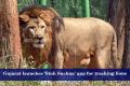 Gujarat launches ‘Sinh Suchna’ app for tracking lions