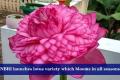 NBRI launches lotus variety which blooms in all seasons