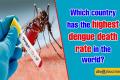 Which country has the highest dengue death rate in the world?