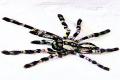 Endangered Indian ornamental tree spider, Pocilotheria regalis, Colorful Pocilotheria regalis spider - Horsly Hills discovery,Rare spider found in Horsleyhills, Rare Indian ornamental tree spider, Pocilotheria regalis, 