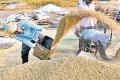 AP ranks second in grain yield  Andhra Pradesh Agriculture 