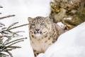 Kyrgyzstan Declares Snow Leopard As National Symbol