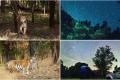 India's pioneering dark sky conservation in Pench PTR   Pench Tiger Reserve is the first dark sky park in the country   Starry night over Maharashtra's Pench Tiger Reserve