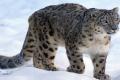 How many snow leopards are in India