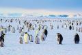 Warning sign about avian influenza in Antarctica   AvianInfluenza  Bird Flu Strikes Seals and Penguins in Antarctica    Scientists conducting research in Antarctica