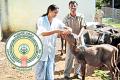 Anantapur Agriculture: Newly Appointed Village Animal Hospice Assistants Training Program   457 VAHA Assistants to Undergo Training in Anantapur District   Training for selected candidates in Village Animal Husbandry Assistants