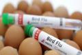 Scientists warn of deadly H5N1 Bird Flu pandemic  