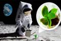 Cress plant thriving in lunar environment   NASA will grow plants on the moon  Mustard plant experiment on the moon  