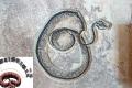 Fossil Of Largest Snake To Have Ever Existed Found In Gujarat    Fossil of giant snake found in Gujarat mine