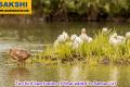 Two bird Sanctuaries of Bihar added to Ramsar List