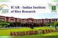 Research opportunity at IIOR Contract-based Junior Research Fellow position  Junior Research Fellows recruitment announcement  Applications for various jobs on temporary based in ICAR-Indian Institute of Rice Research