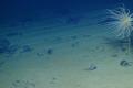 Dark oxygen at the bottom of the ocean  Dark oxygen production in the Pacific Ocean  