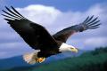 Bald Eagle representing power in America  National bird of the USA, Bald Eagle Bald Eagle is announced as American National Bird after two hundred years