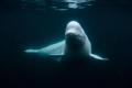 Russian spy whale Hvaldimir has died