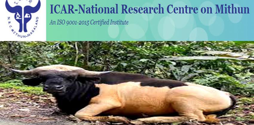 National Research Centre On Mithun Jobs Vacancy For Young Professional II |  Salary ,000/-!!!