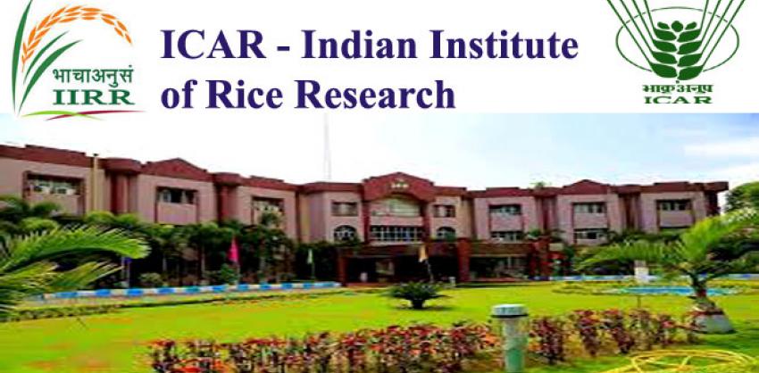 IIRR, Hyderabad Recruitment 2022 Young Professional I