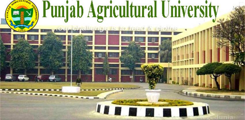 Punjab Agricultural University Recruitment 2022 Teaching Assistant