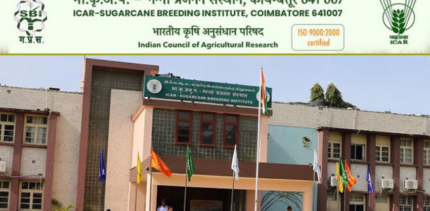 icar sugarcane breeding institute