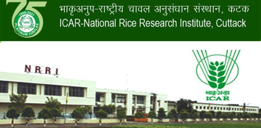 Walk-in in National Rice Research Institute for Young Professional II &  Skilled Staff