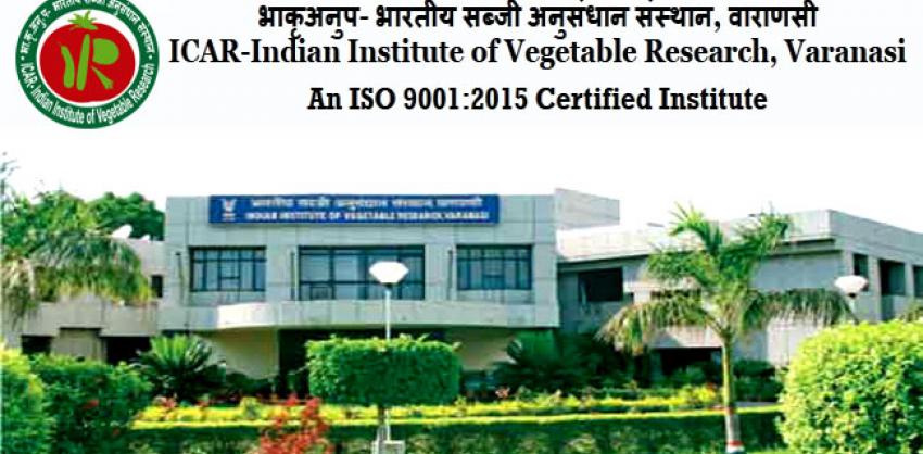 ICAR - Indian Institute of Vegetable Research Recruitment 2023: Young Professional 
