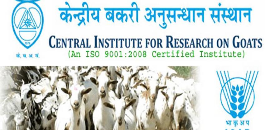 CIRG Latest Recruitment 2023