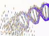 Genome Sequence