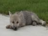 Chinese Scientists create world’s first cloned wild Arctic wolf ‘Maya’