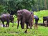 Tamil Nadu: Anamalai Tiger Reserve launched ‘jumbo trails’ in Coimbatore