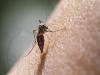 Mosquito breeding ground prevention, ZikaVirus  Zika virus found in mosquitoes in Karnataka, Symptoms of Zika virus infection